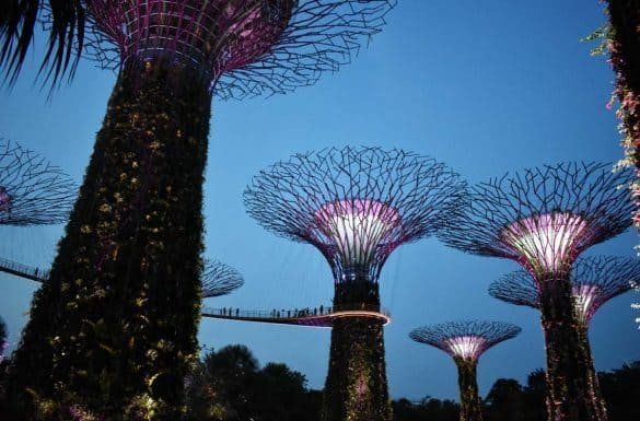 night photo of supertrees in gardens by the bay