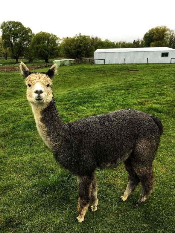 Smiling Alpaca Posing – Fairlie, New Zealand Smiling Alpaca Posing - Fairlie, New Zealand
