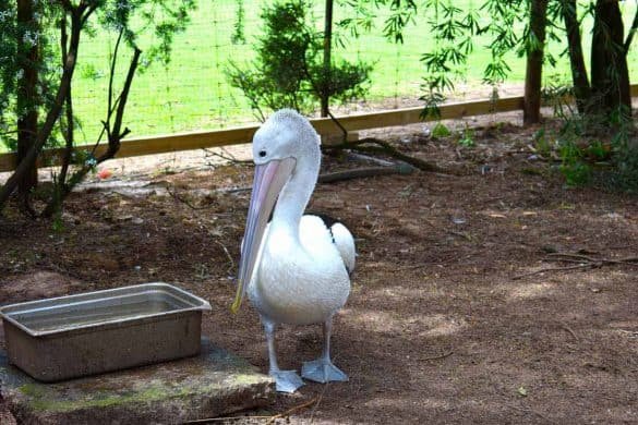 Australian Pelican – Perth, Australia White Australian Pelican - Perth, Australia