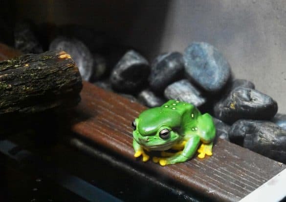 Frog – Caversham Wildlife Park, Australia green and yellow frog