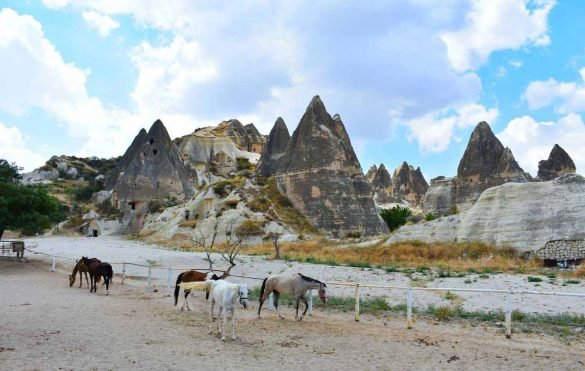 The Famed Persian Horses – Cappadocia, Turkey Persian Horses at Cappadocia, Turkey