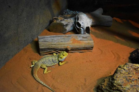 Iguana – Perth, Australia Iguana at Caversham Wildlife Park - Perth, Australia