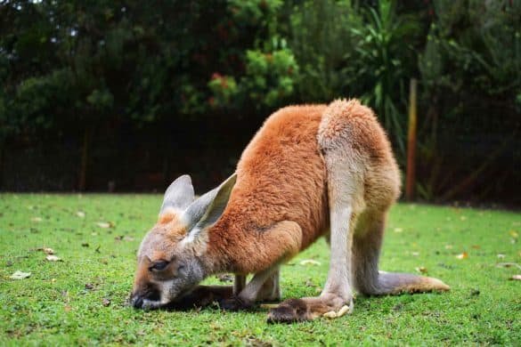 Baby Kangaroo Feeding – Caversham Wildlife Park, Australia Baby Kangaroo Feeding - Caversham Wildlife Park, Australia