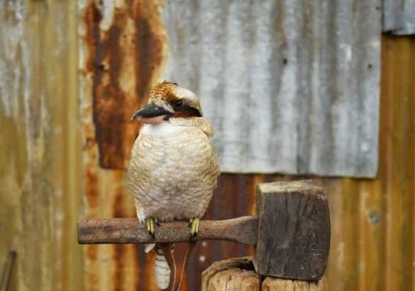 Kookaburra – Perth, Australia Kookaburra sitting on a branch - Perth, Australia