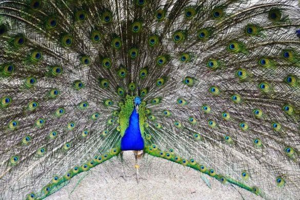 Peacock – Caversham Wildlife Park, Australia blue and green Peacock at Caversham Wildlife Park, Australia