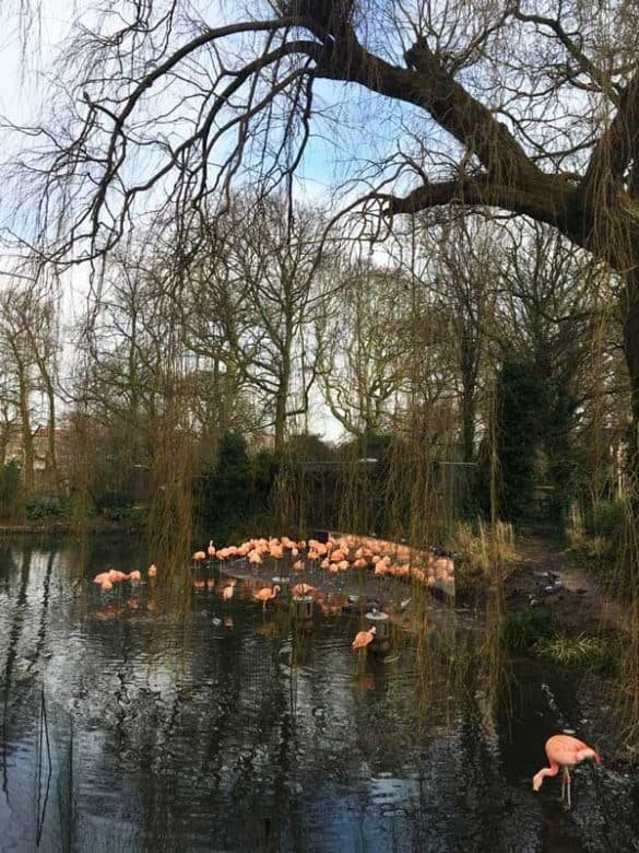 Pink Flamingos – Natura Artis Magistra, Amsterdam, The Netherlands Pink flamingos in a pond at Natura Artis Magistra Zoo, Amsterdam