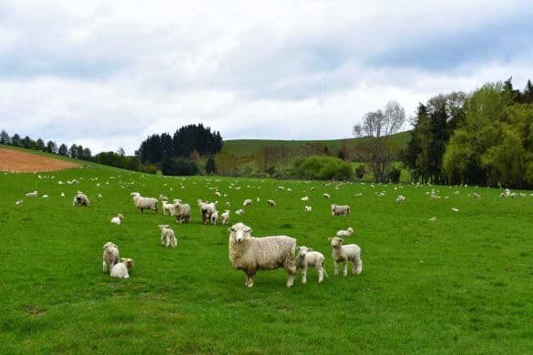 Sheep – South Island, New Zealand Sheep starting at the camera in a green field - South Island, New Zealand