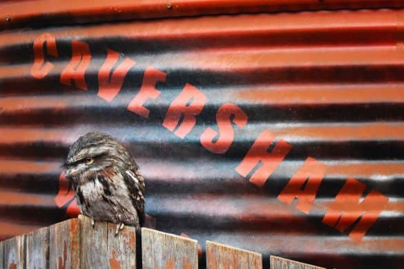 Tawny Frogmouth – Caversham Wildlife Park, Australia Tawny Frogmouth - Caversham Wildlife Park, Australia