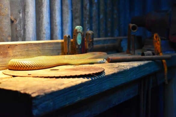 Yellow Snake – Perth, Australia Yellow Snake at Caversham Wildlife Park - Perth, Australia