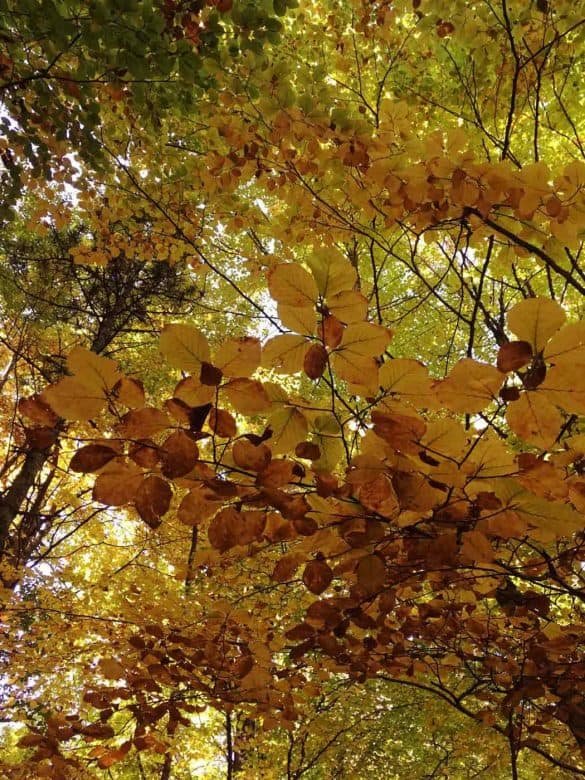 yellow autumn leaves at mount olympus national park