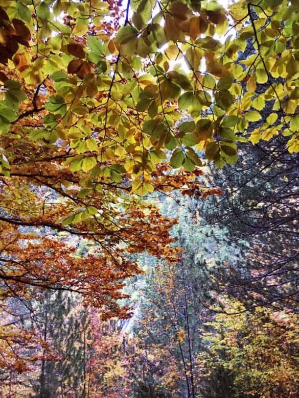 yellow autumn leaves at mount olympus national park