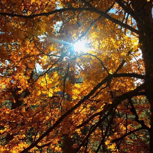 yellow autumn leaves at mount olympus national park