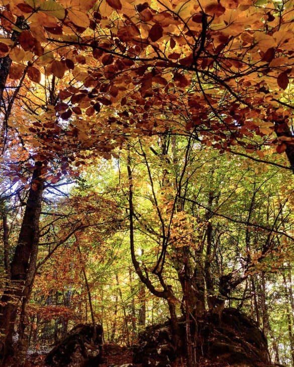 yellow autumn leaves at mount olympus national park