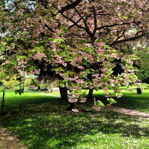 Church of St. Mary Magdalene – Hucknall, United Kingdom blossomed almond tree at Church of St. Mary Magdalene garden