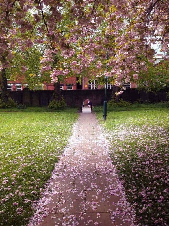 Church of St. Mary Magdalene – Hucknall, United Kingdom blossomed almond tree at Church of St. Mary Magdalene garden