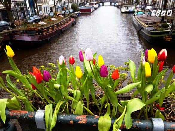 Colourful Tulips – Amsterdam, The Netherlands orange, yellow, purple and red tulips at amsterdam