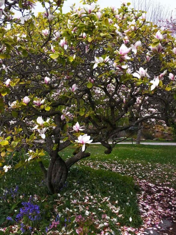 Queenstown Botanical Gardens, New Zealand blossomed tree at Queenstown Botanical Gardens