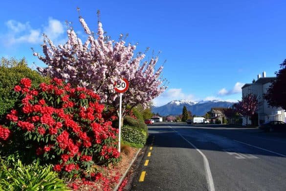 Te Anau – New Zealand red and pink blossomed trees at new zealand